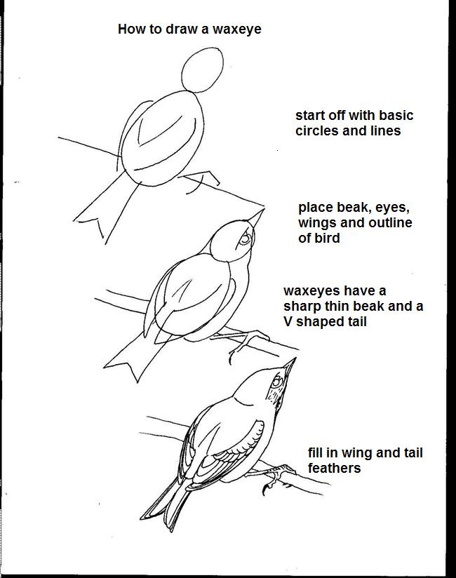 Copy of How to draw a waxeye.jpg